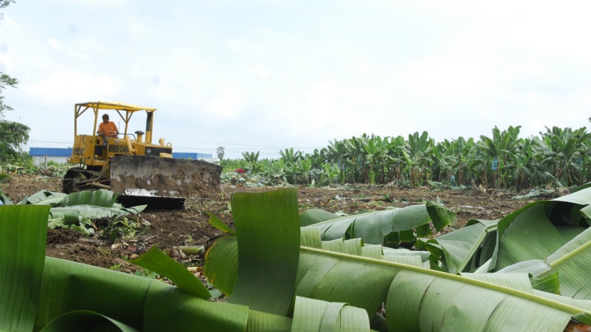 Las fincas bananeras buscan incrementar sus medidas de bioseguridad para evitar la expansión de la enfermedad.