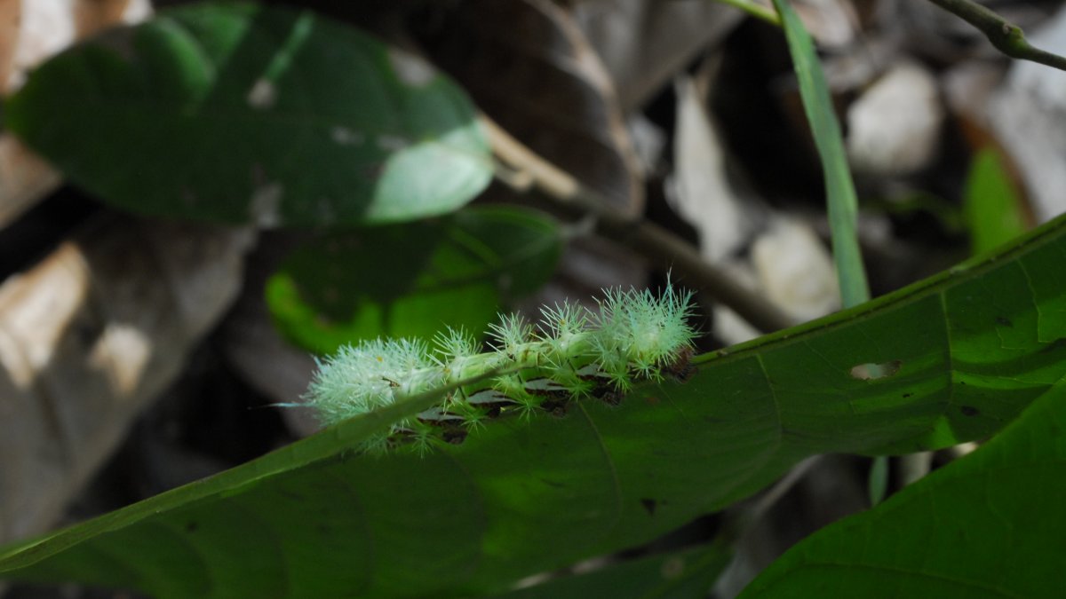 No se los encuentra, sino, en los meses de marzo o abril