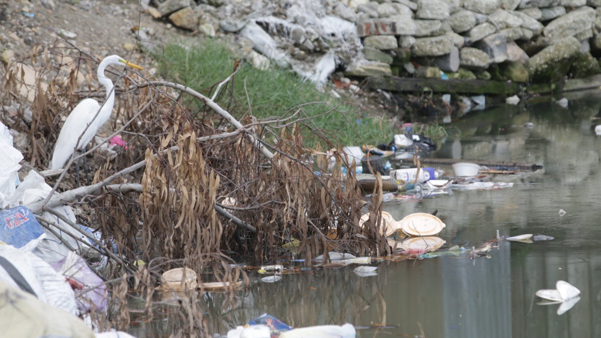 Especie. Una garza en medio de la basura en el estero Mogollón, parece que ve con tristeza lo contaminado que está su entorno.