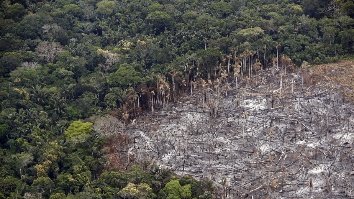 Solo en 2016 y 2017 hubo cifras superiores a la registrada el año pasado, donde a pesar de la pandemia de la covid-19 la deforestación de los bosques amazónicos se ha recrudecido.