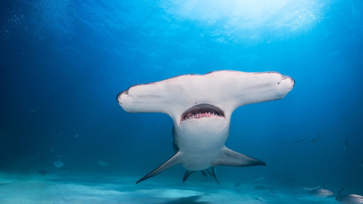 Los investigadores registraron una velocidad aproximada de 50 kilómetros por día y ahora supervisarán el recorrido del animal hasta las costas continentales.