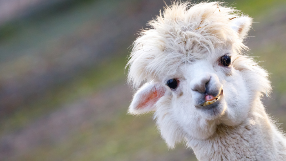 La alpaca es una especie doméstica de mamífero artiodáctilo de la familia Camelidae.