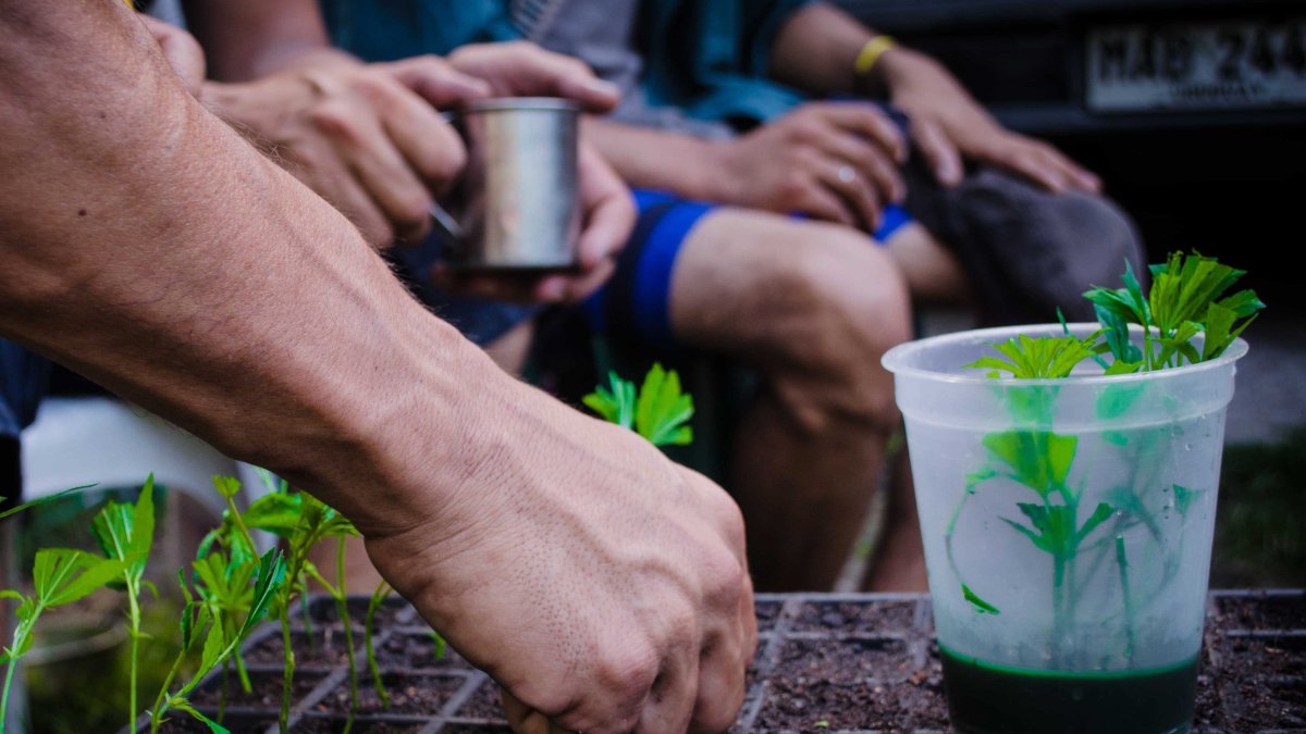Fotografía cedida por la Red de Usuarios de Drogas y Consumidores de Cannabis del Uruguay hoy, jueves 30 de enero de 2014, de un cultivo de marihuana en Montevideo (Uruguay).