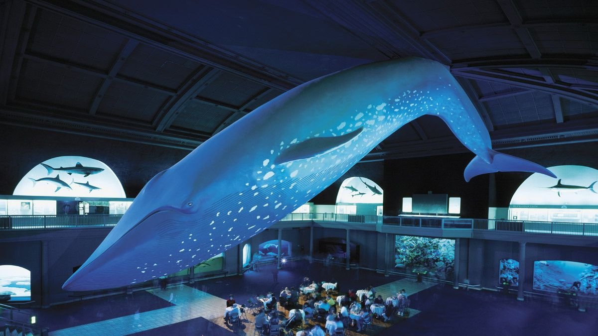 La ballena azul es uno de los atractivos del museo newyorquino.