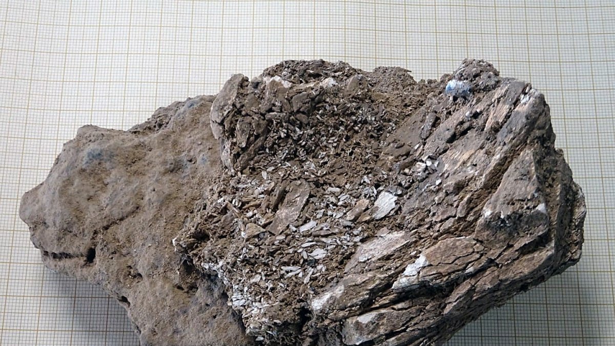 Marfil de mamut encontrado en el nivel de excavación del auriñaciense (33.000-30.000 años) en el yacimiento de la cueva francesa de Isturitz.