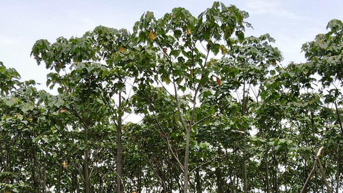 En 2018, la balsa representó el 21 % de las exportaciones en la industria maderera. En 2020 llegó al 66 %.