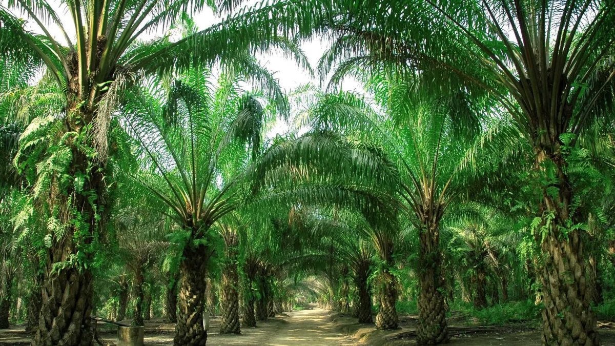 Los productores esperan créditos de largo plazo, ya que a partir del quinto año de producción se empieza a recuperar la inversión.