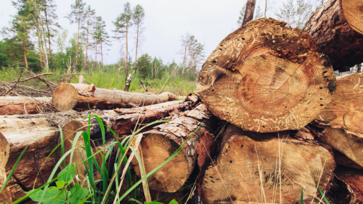 La balsa se ha convertido en el nuevo oro en disputa.