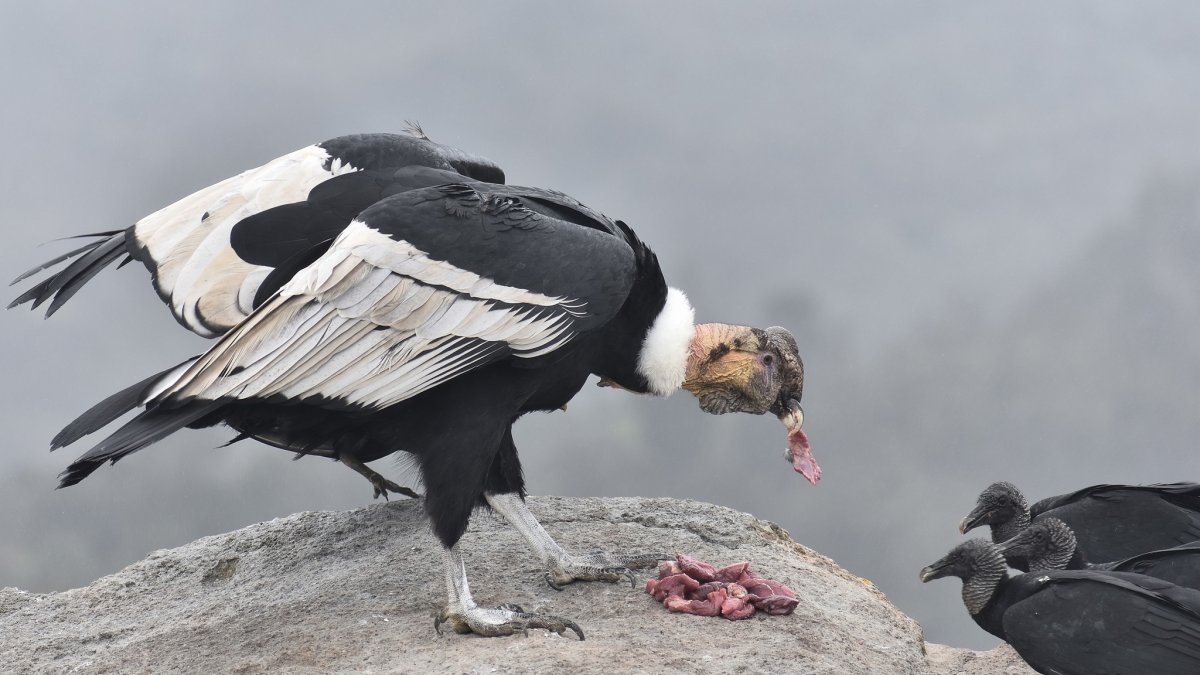 La población mundial de esta especie probablemente no supera los 6.700 individuos y está disminuyendo 