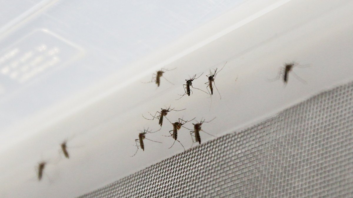 Vista de un grupo de mosquitos Aedes aegypti.