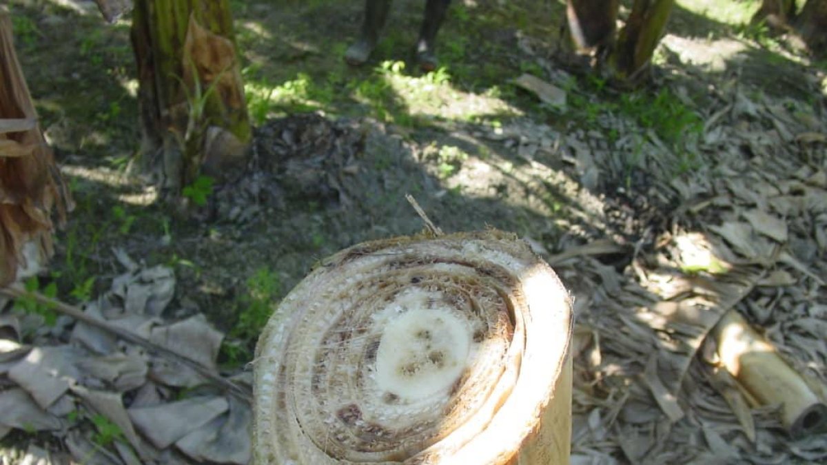 Los cortes en el seudotallo permiten ver cómo está por dentro la planta