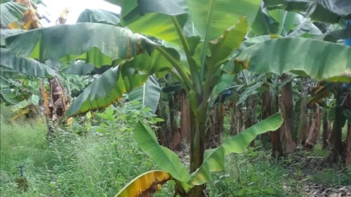 En Venezuela se presume está el Fusarium, como el Perú y Colombia.