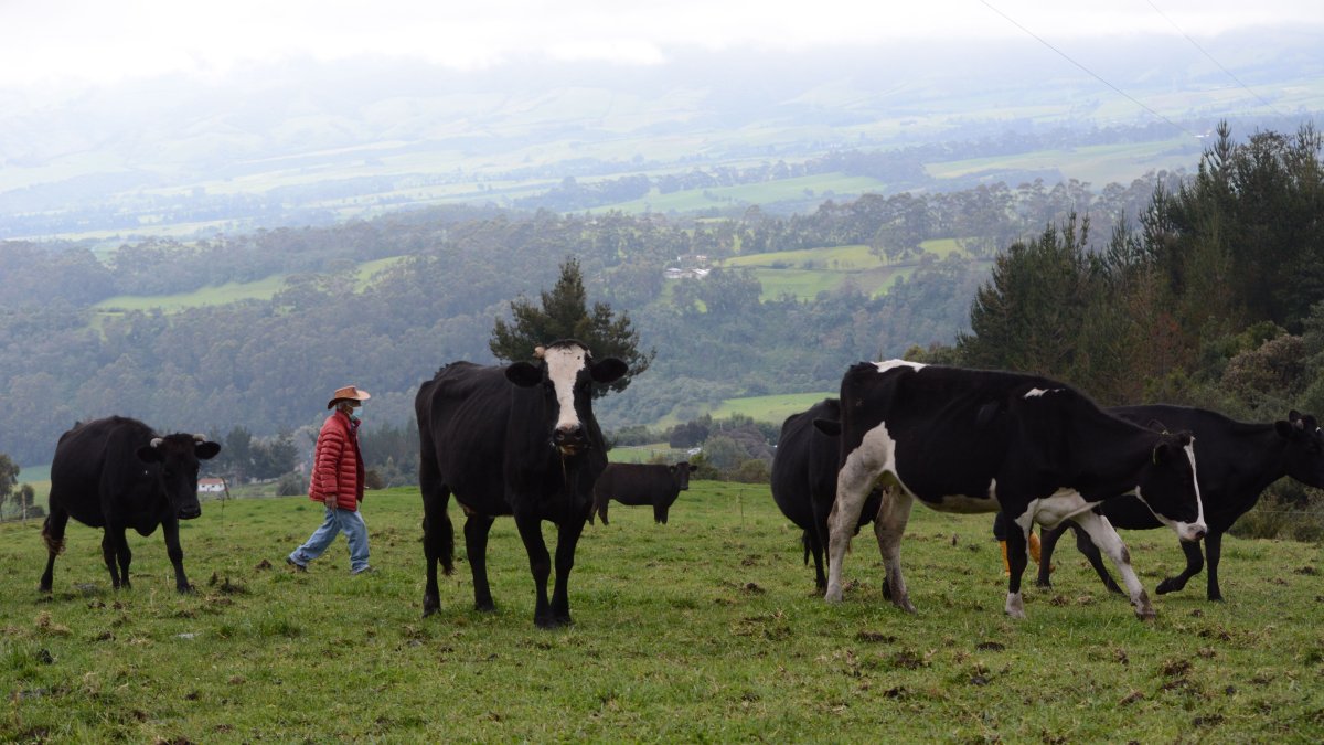 El sector ganadero de Ecuador aspira mejorar al punto que puedan exportar sus productos, pero producir es más caro frente a otros países.