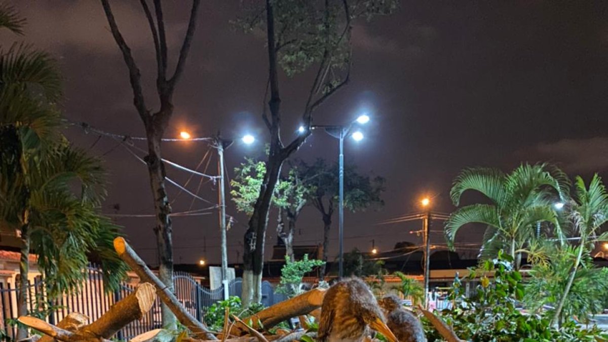 Causa. La poda se ejecutó en una área verde de la ciudadela Guayacanes, al norte.