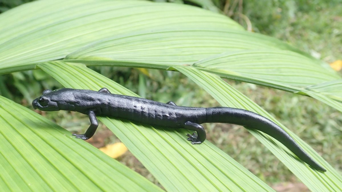 Fotografía cedida hoy por el científico Daniel Ariano-Sánchez que muestra una salamandra de la especie Bolitoglossa Qeqom, en San Cristóbal Verapaz, Alta Verapaz (Guatemala).