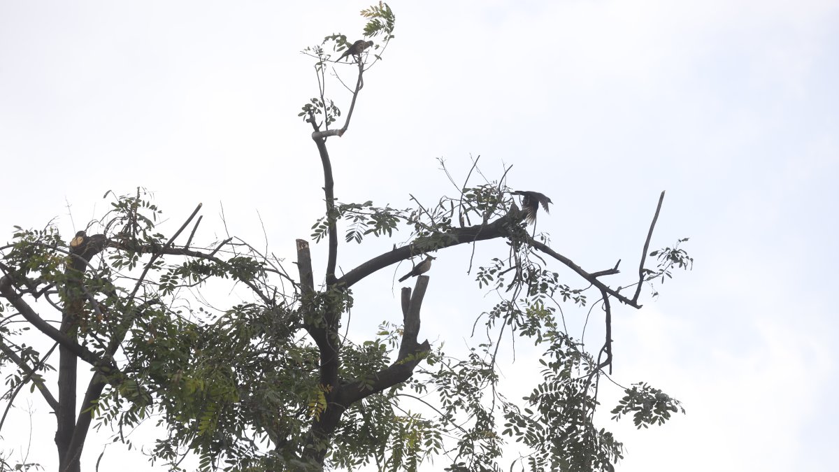 Trabajo. Así quedaron los árboles luego de la poda que se realizó en un parque de la ciudadela Guayacanes, al norte.
