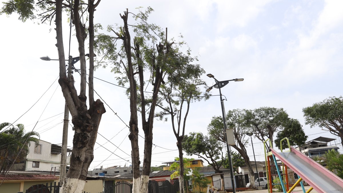 Hecho. La semana anterior se registró la poda mal realizada en uno de los parques de la ciudadela Guayacanes. Cinco polluelos fueron rescatados.