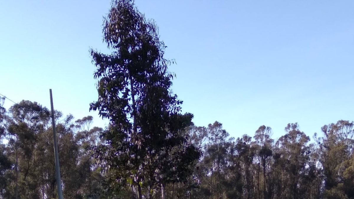 Las casas irregulares se han duplicado en el bosque.