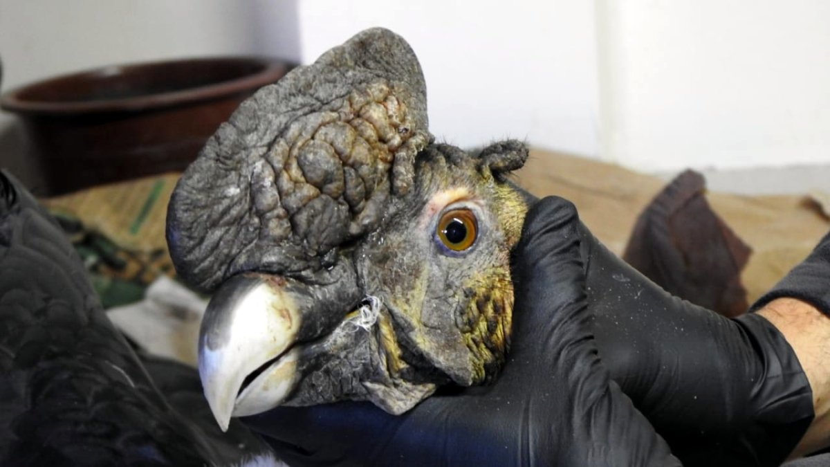 Moradores de la comunidad Gualabí, en la provincia ecuatoriana de Imbabura, que realizaban labores de pastoreo, encontraron un cóndor andino adulto (Vultur gryphus) con perdigones en el cuerpo.
