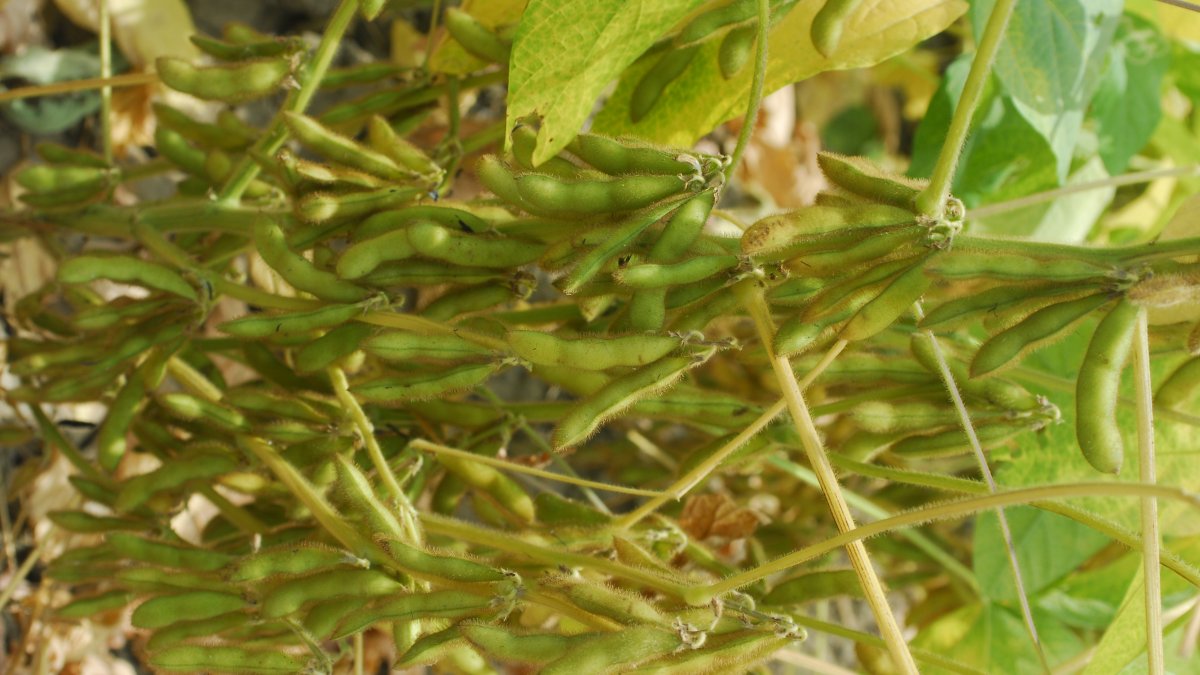 Ecuador apenas produce 50.000 toneladas de soya. La industria necesita 1,2 millones aproximadamente.