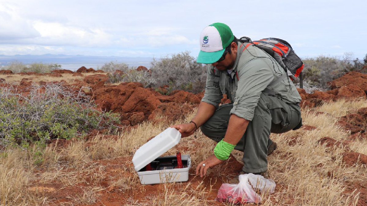 Un guardaparque monitorea los resultados del plan para desratizar la isla.