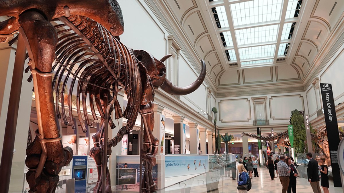 En el Instituto Smithsonian en Washington, se puede ver el esqueleto de un mamut.