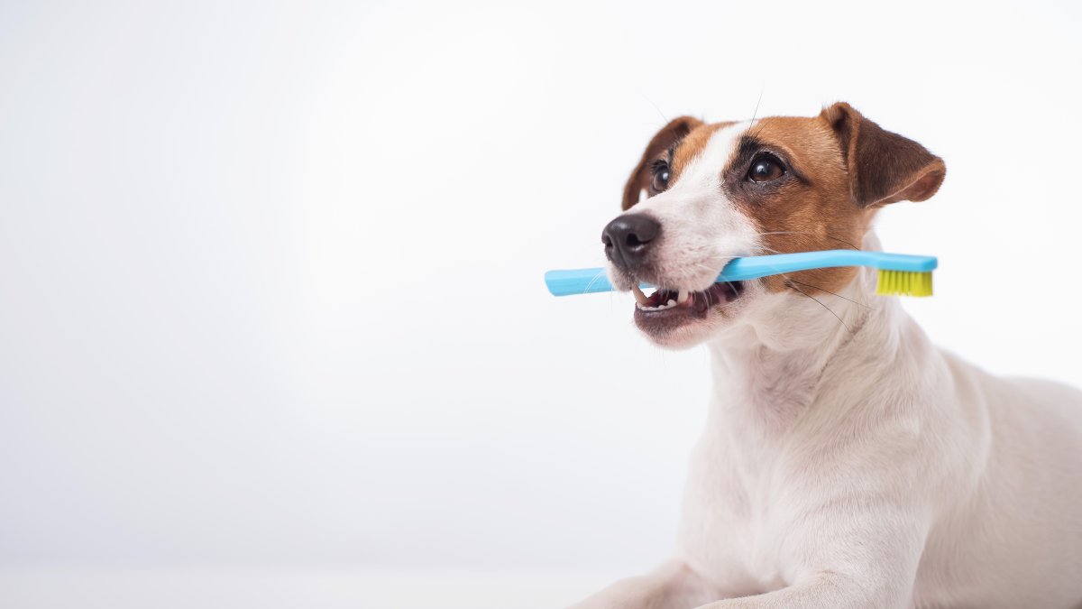 Es importante acostumbrar a las mascotas desde pequeñas al cepillado. Puede hacerlo con juegos.