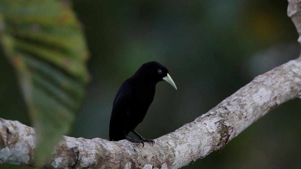 Fotografía de un pájaro cacique lomiescarlata (Cacicus microrhynchus) tomada desde el Canopy Tower, en el Parque Soberanía de Ciudad de Panamá (Panamá). EFE/ Bienvenido Velasco
