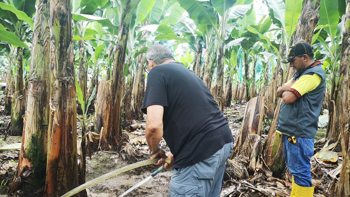 El fortalecimiento del sistema radicular ayuda a prevenir cualquier enfermedad.