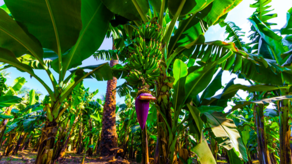 La cepa R4T puede destruir plantaciones de banano, se transmite a través del suelo y actualmente no existe ningún tratamiento para erradicarlo.