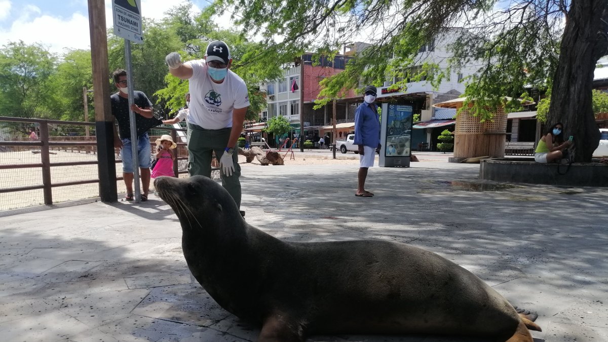 Fotografía cedida por el Parque Nacional Galápagos, que muestra al lobo marino de la isla San Cristóbal en las islas Galápagos (Ecuador).