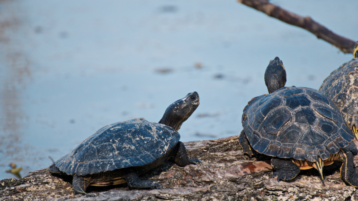 El acusado fue sentenciado a un pago de indemnización para la
