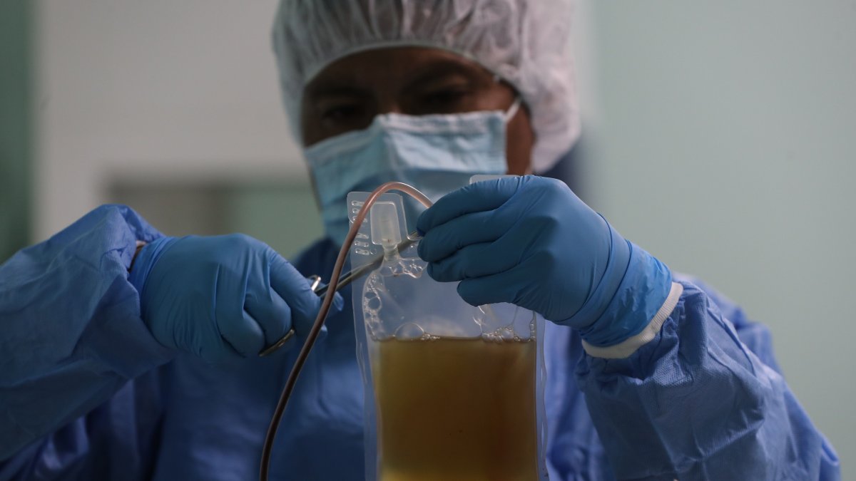 En Bolivia separan el plasma de la sangre de burro para crear un suero hiperinmune.