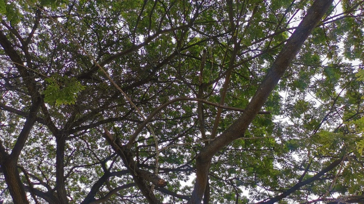 Los árboles de la zona están afectados con pulgón.