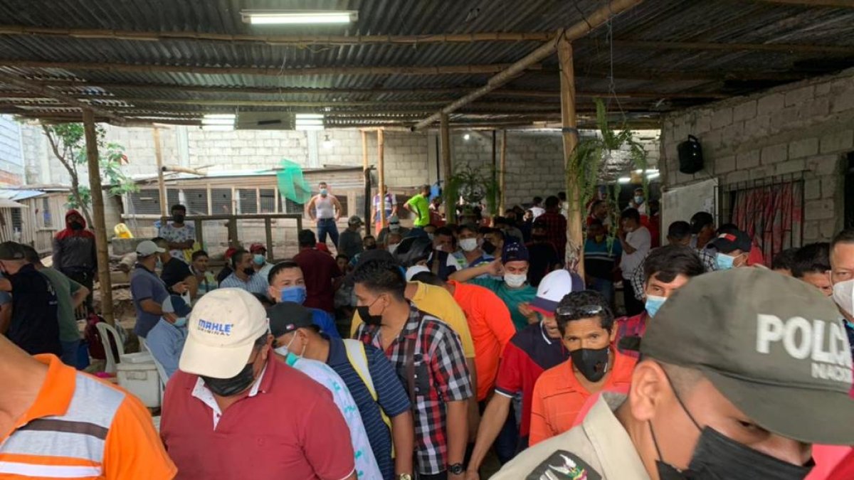 En una gallera ubicada en Nueva Prosperina encontraron a 80 personas que no cumplían con las medidas de bioseguridad.