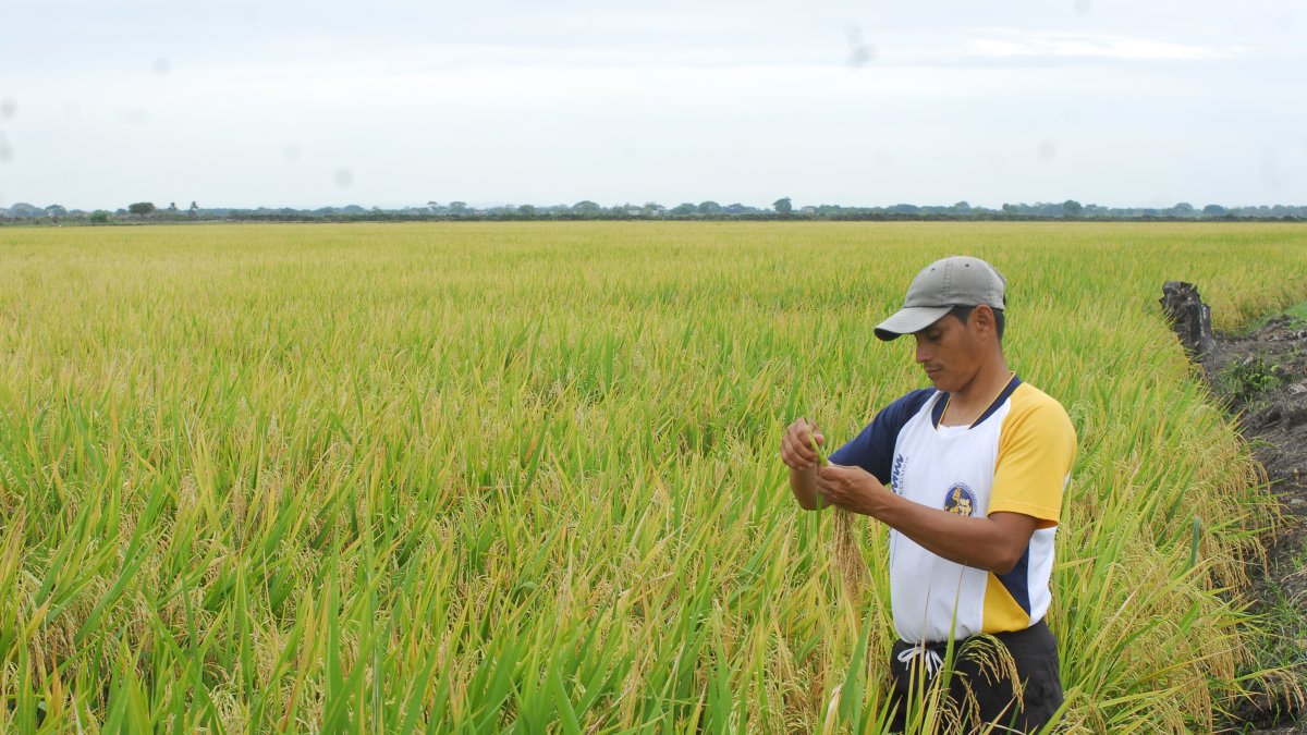 Labor.- Se apuesta a un riego eficiente en la agricultura, cuidando la producción del agua..