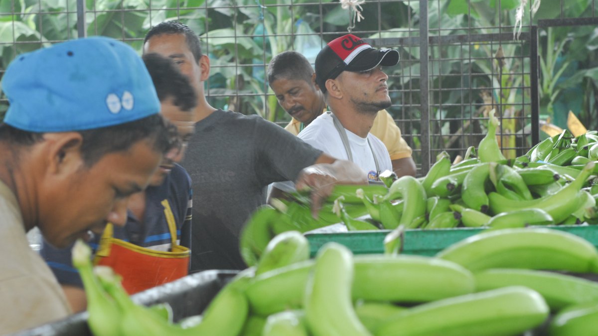 El sector privado, como el bananero, no paró durante los días críticos de la pandemia.