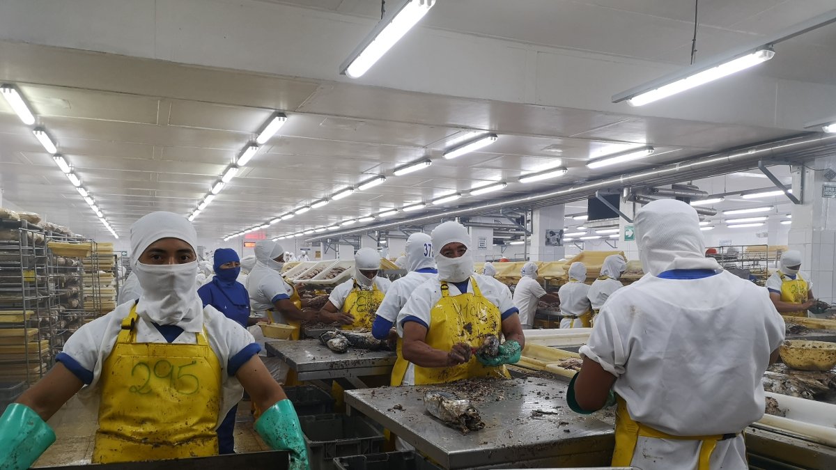 Las industrias han aplicado protocolos para tener la trazabilidad de la materia prima.