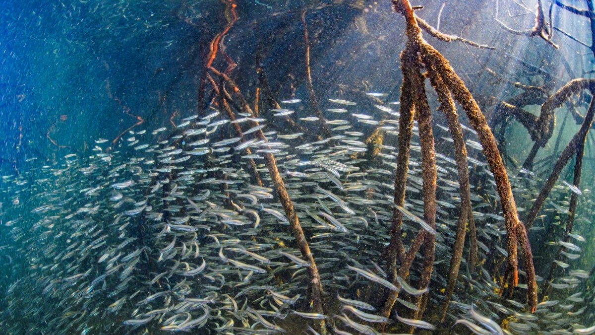 Los manglares del archipiélago ecuatoriano de Galápagos son ecosistemas claves para la diversidad de especies de peces, según un estudio revelado este martes por la Fundación Charles Darwin, la Universidad de California y con el apoyo de la Dirección del Parque Nacional Galápagos (DPNG).