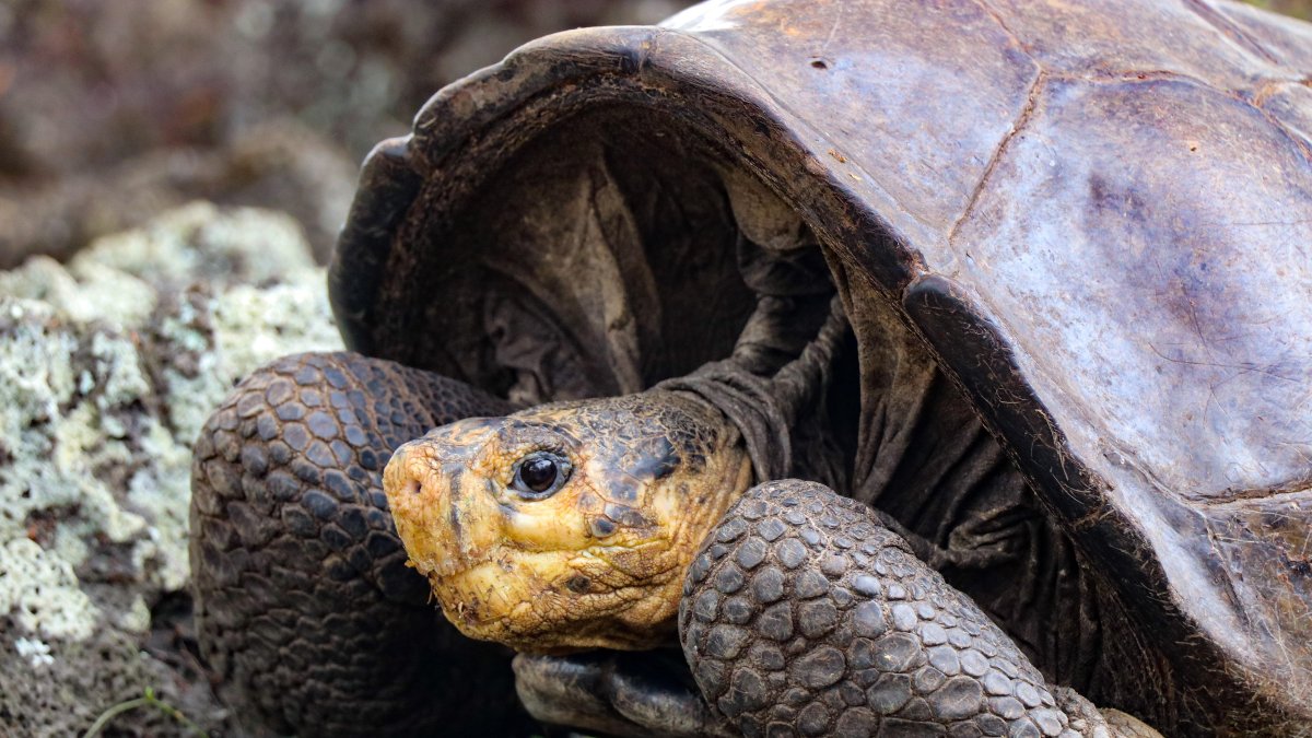 Fotografía sin fecha cedida por la Dirección del Parque Nacional Galápagos (PNG), de la tortuga Chelonisis phantasticus.
