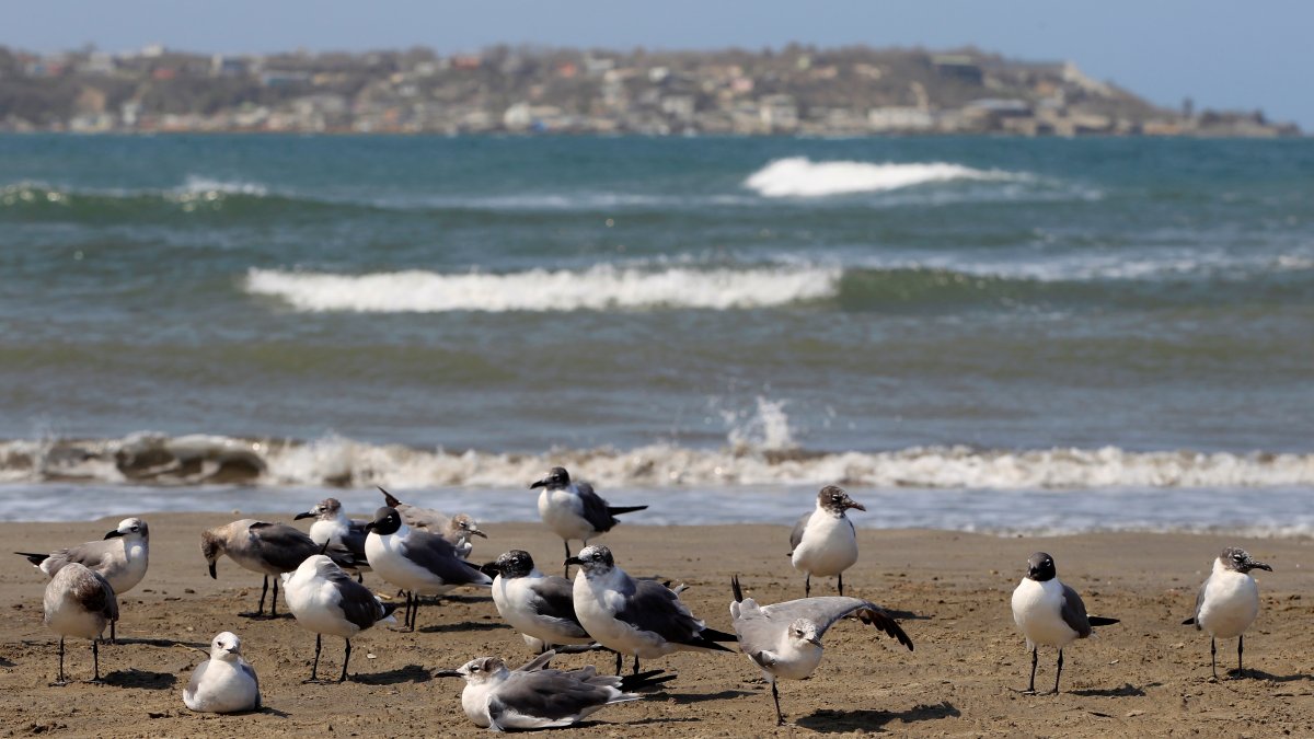 Un grupo de aves marinas es vista en una playa.