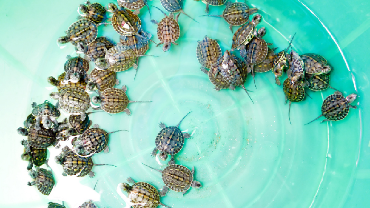 Los ejemplares de las tortugas recién nacidas pertenecían a la especie Podocnemis unifilis.