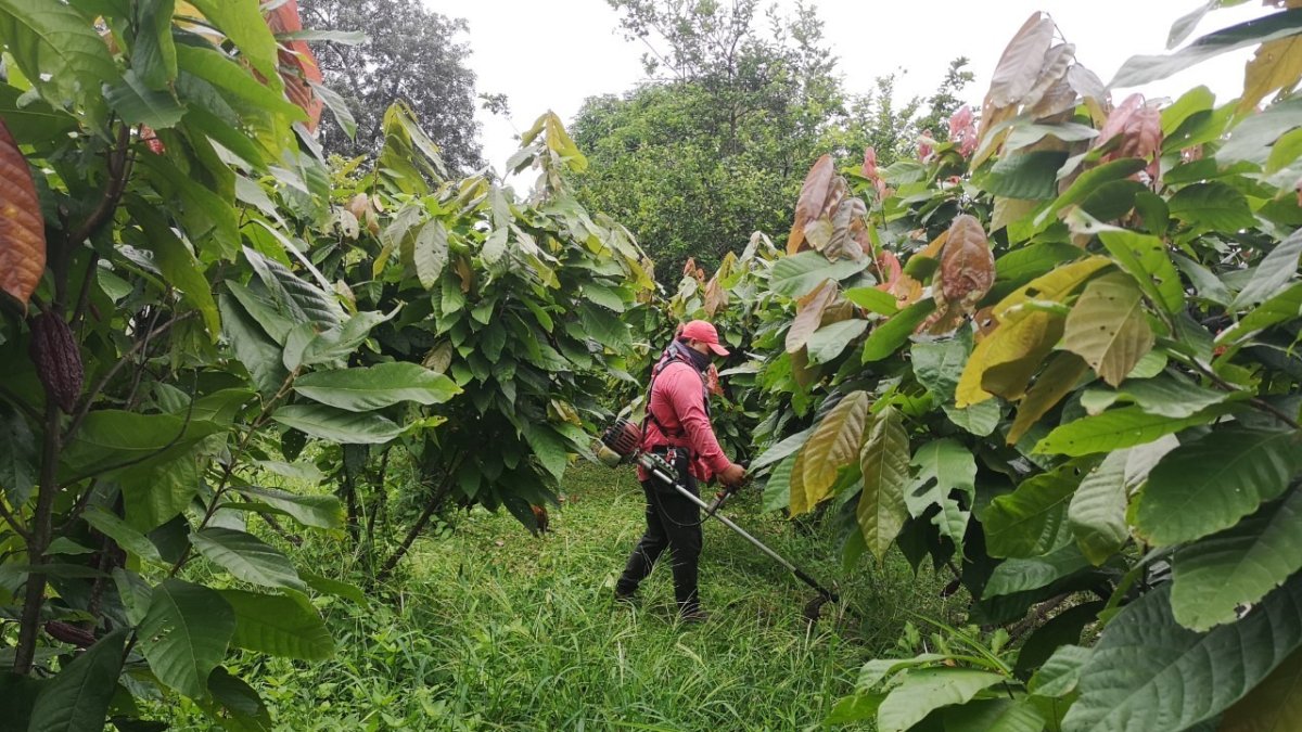 Más de 327.000 toneladas de cacao se produjeron en 2020, es decir, 92.700 más que durante el 2018, según el Instituto de Estadística.