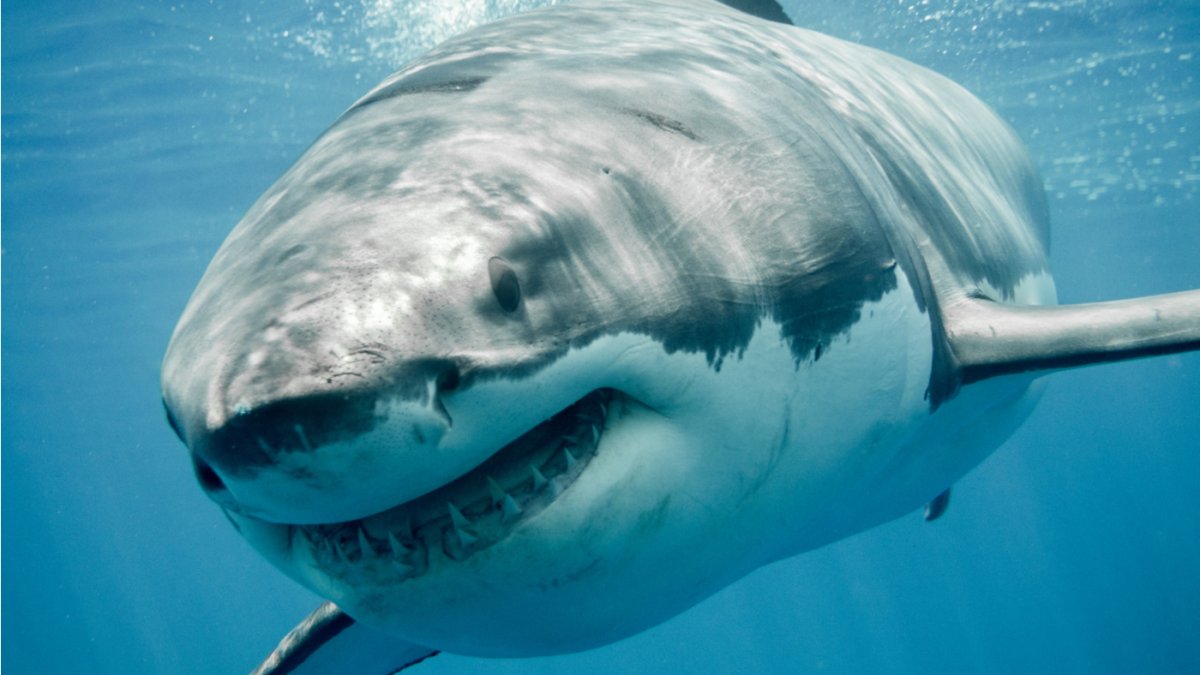 Gran parte de lo que se sabe sobre los antiguos ecosistemas oceánicos procede de los registros de rocas y fósiles.