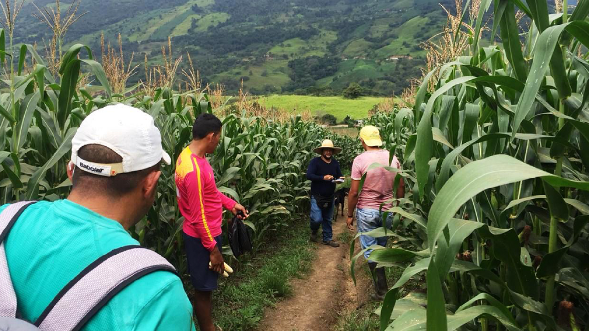 Agricultores del país aseguran sus plantaciones para no sufrir mayores pérdidas.