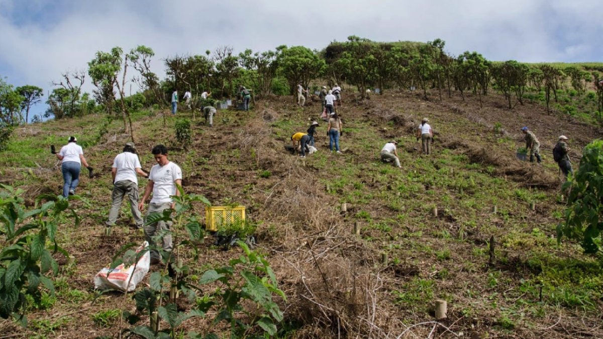 Siembra de árboles, caminatas, charlas y muchas otra actividades se cumplirán hoy en el país, en homenaje al Día Mundial del medio Ambiente.
