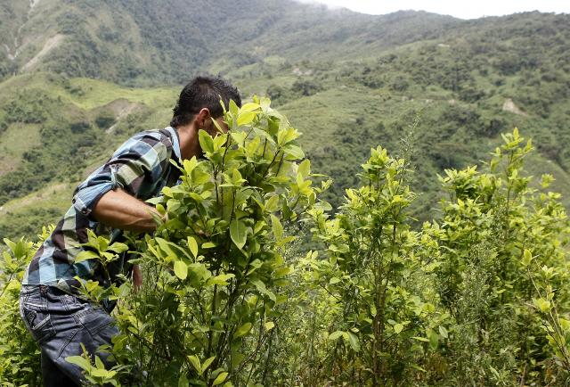 Las Hectáreas Sembradas De Coca En Colombia Se Redujeron Un 7 En 2020 5881