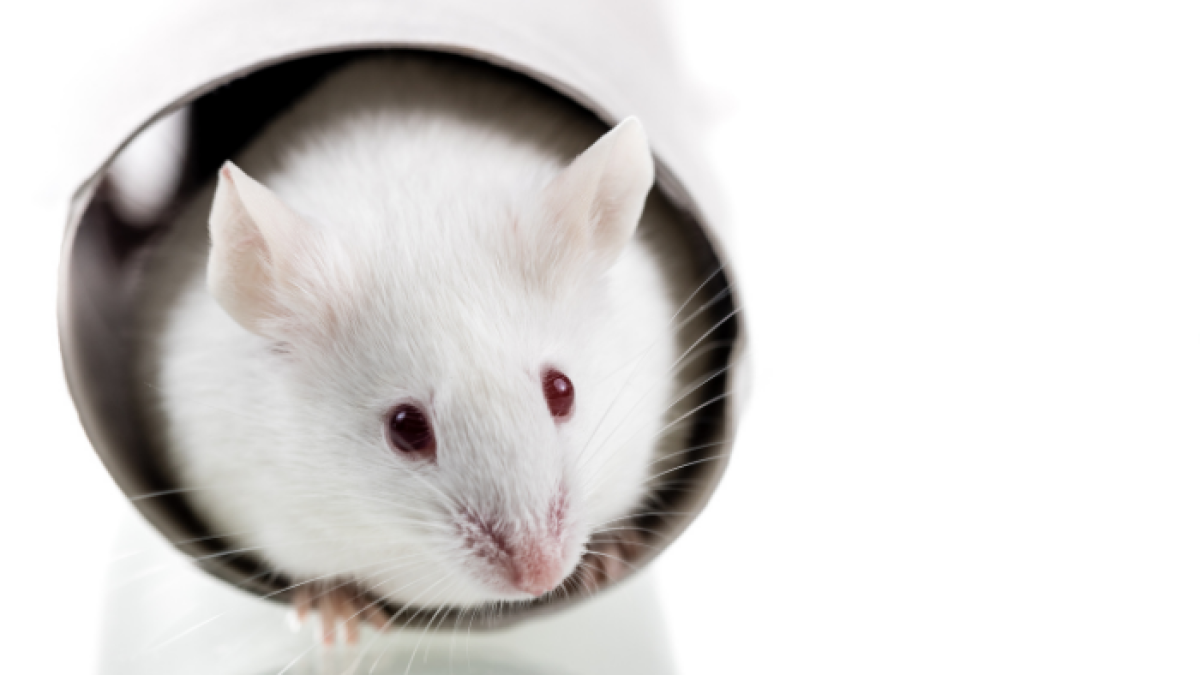 De cara a futuras misiones de larga duración, por ejemplo a Marte, la radiación espacial puede llegar a ser un serio problema de salud.