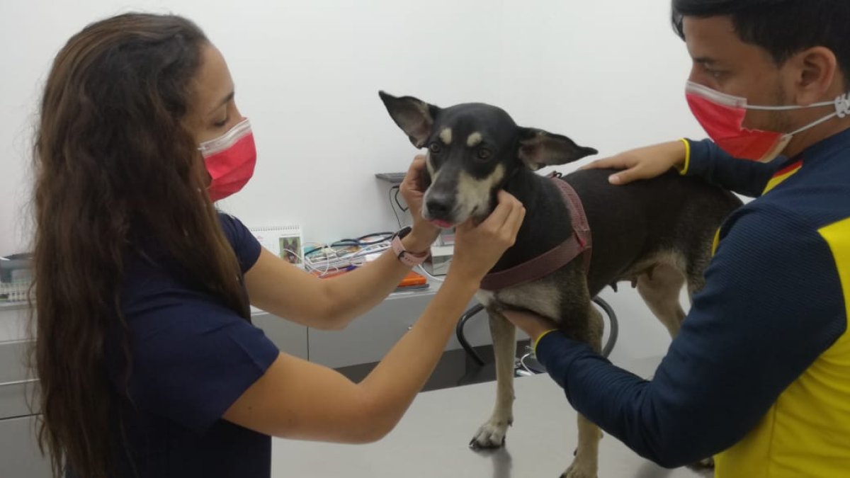 Las fundaciones entregan al animal en adopción, cuando el postulante cumple con todos los requisitos.