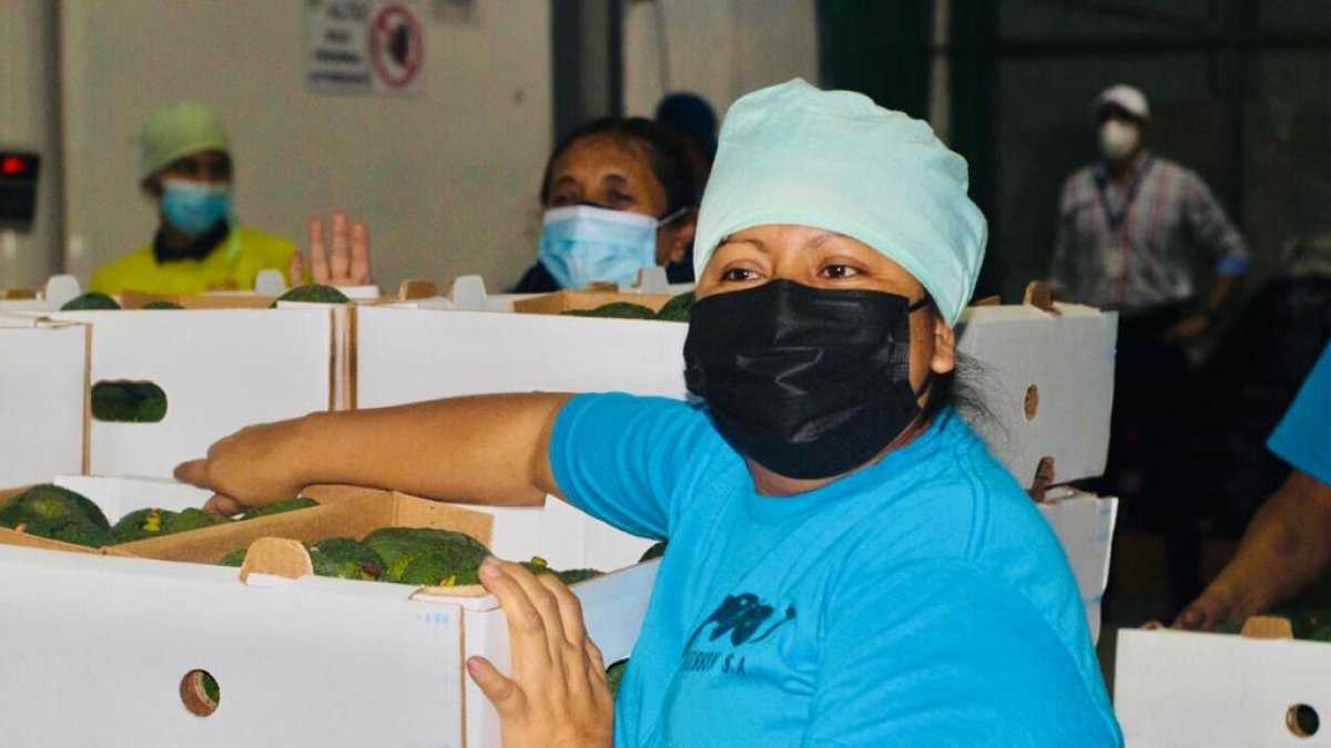 Envíos. La firma espera despachar 200.000 kilos hasta fines de año.